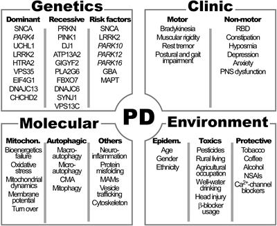 Bioenergetics and Autophagic Imbalance in Patients-Derived Cell Models of Parkinson Disease Supports Systemic Dysfunction in Neurodegeneration